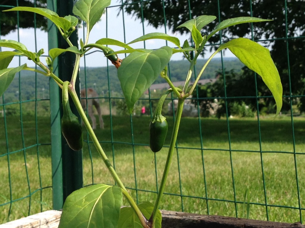 in the summer garden, a jalapeno pepper