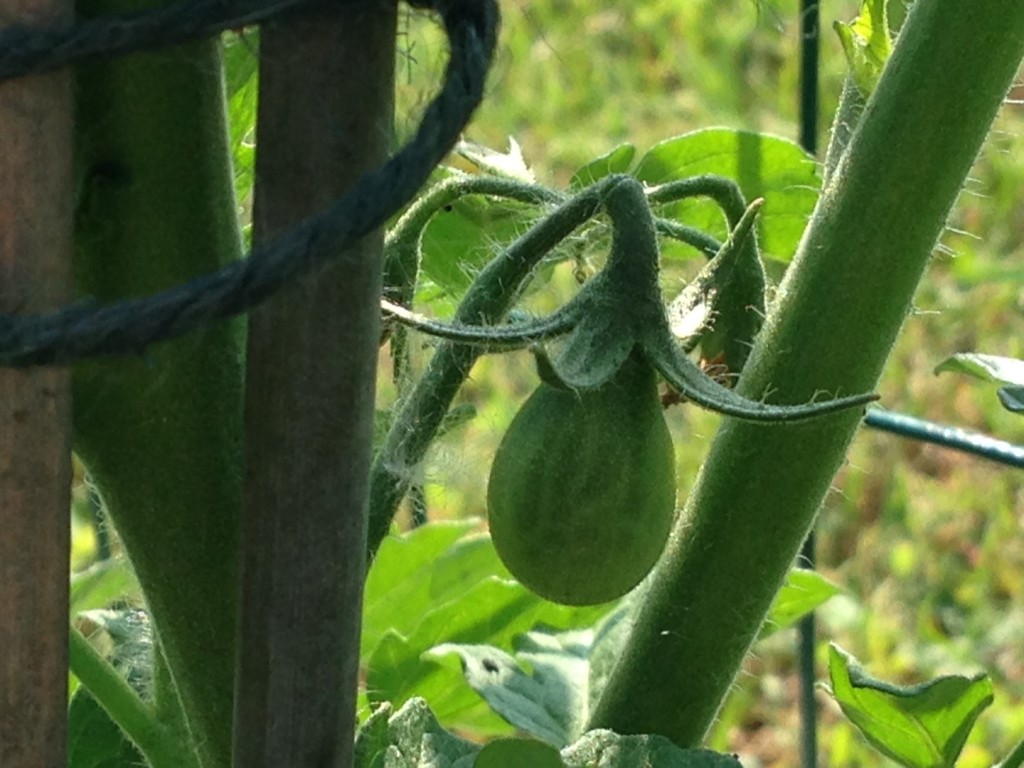 in the garden, a elf-capped yellow pear tomato