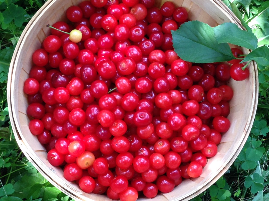 sour cherries in a basket