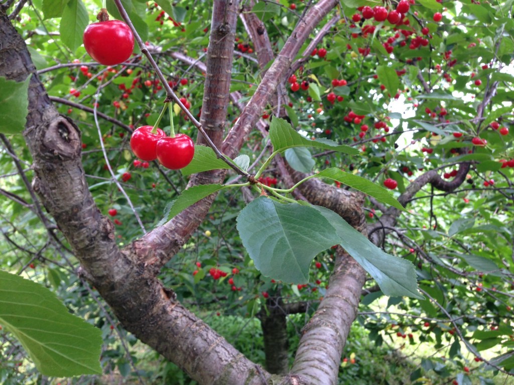 sour cherries on the tree