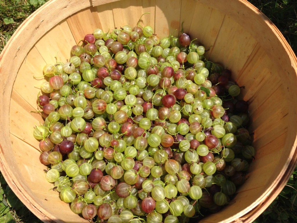 gooseberry basket