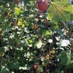 les collines summer fruit gooseberries