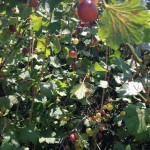 les collines summer fruit gooseberries