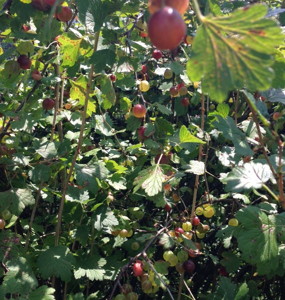 gooseberry bush2