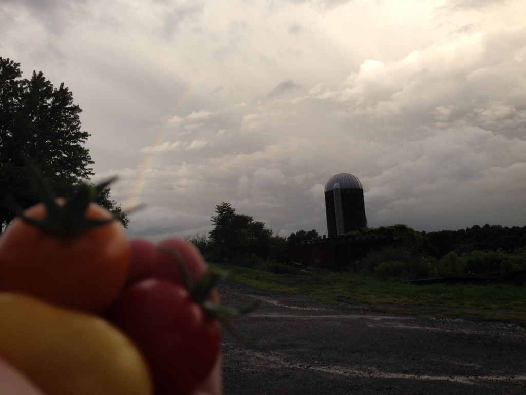 sungold tomatoes at the end of the rainbow