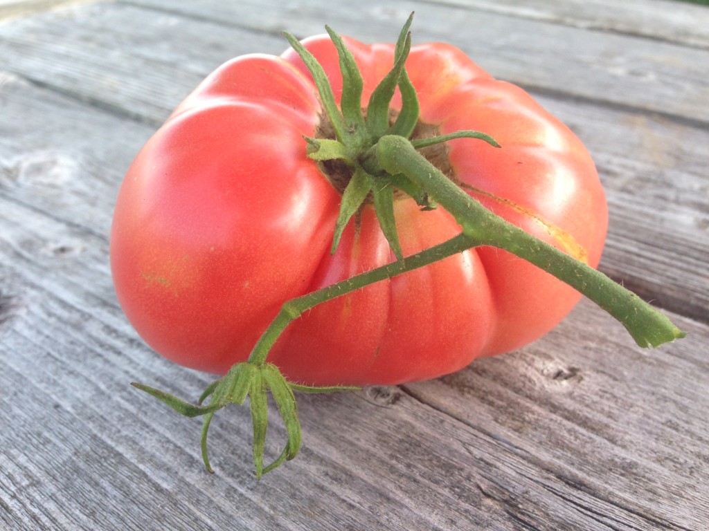 a perfect Brandywine from the garden not affected by the blight