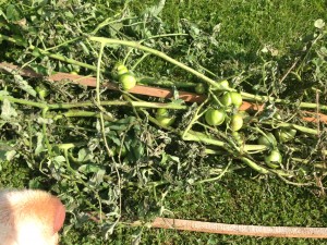 green zebra tomatoes in my garden have blight
