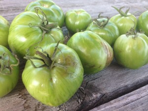 harvesting green zebra tomatoes with blight