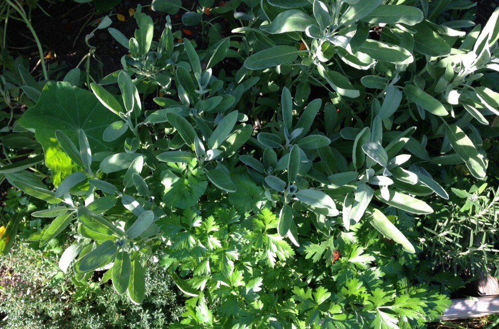 growing in my garden, parsley, sage, rosemary and thyme