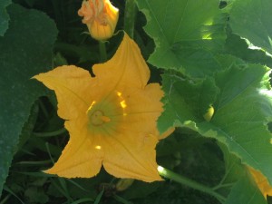squash blossom growing in my garden