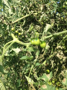 yellow pear tomatoes from my garden with blight