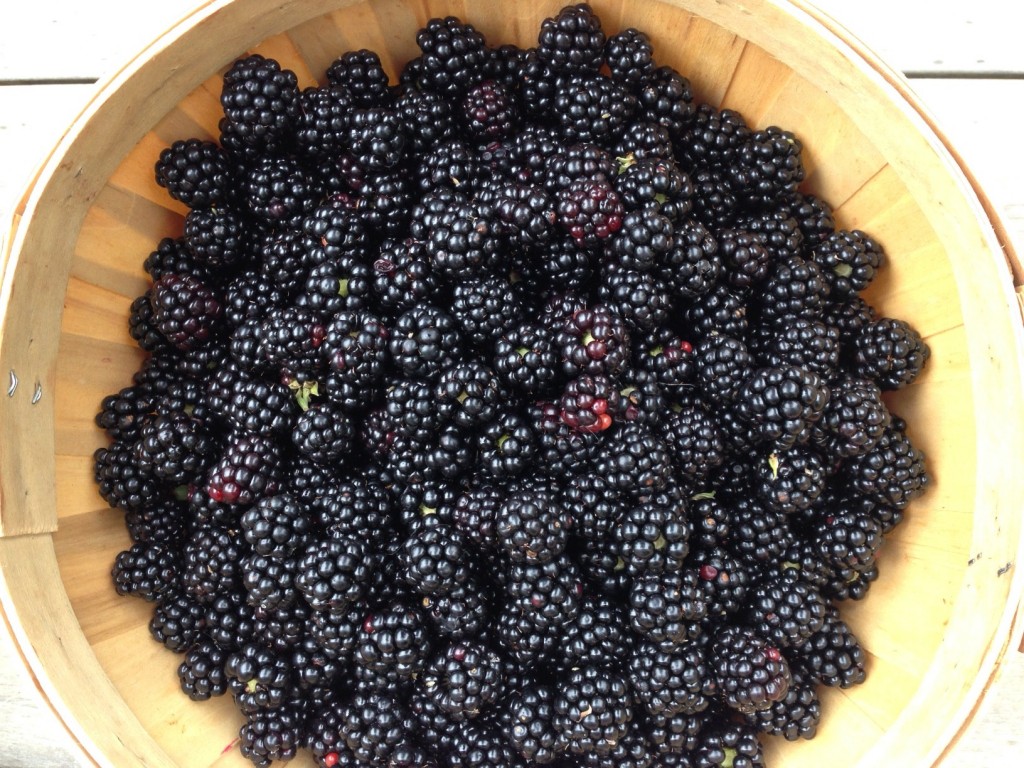 fresh blackberry basket close