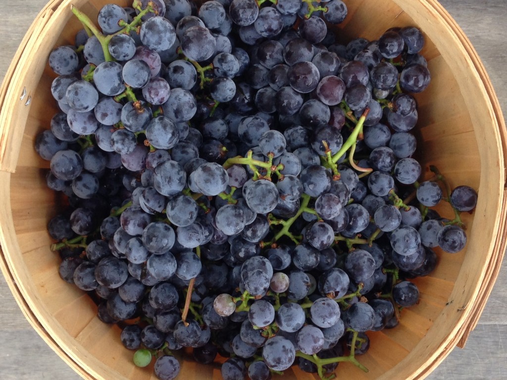 freshly picked concord grapes for les collines small batch concord grape preserve