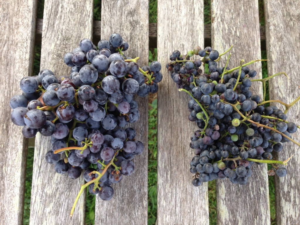 freshly picked concord grapes for les collines Columbia County concord grape preserve