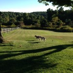 dog play, standing in the field