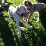 dog play, teasing with the ball