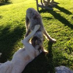 dog play, wrestling with each other