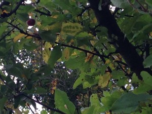 A slim crabapple harvest this year, a single crabapple on the crabapple tree.