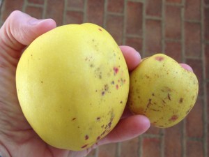 quince in the hand 2