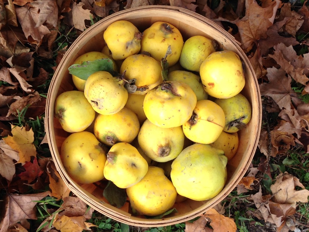 A bushel of quince for les collines quince preserve