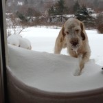 snow-loving dogs play in the drifts