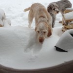 Dogs exploring the snow drifts