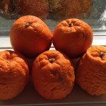 Seville oranges for Les Collines bonny Scots marmalade