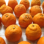 les collines gratitude for seville oranges