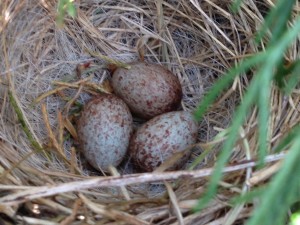 Bird's nest with a trio of eggs