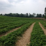 Strawberry patch at Thompson-Finch Farm