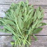 gigantic sage for Les Coillines jellies, jams and preserves