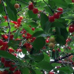 les collines summer fruit sour cherry and raspberries