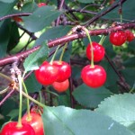 les collines gratitude for sour cherries