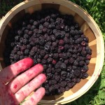 les collines summer fruit: black raspberries
