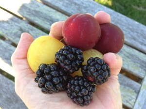 fresh fruit for our small batch, locally sourced jams, jellies and preserves