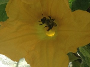 bee and squash flower