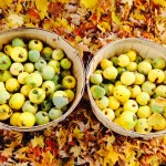 Fresh Berkshire quince for les collines quince preserve