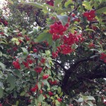 crabapples on the tree